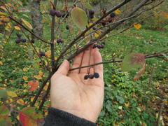 Cotoneaster subacutus