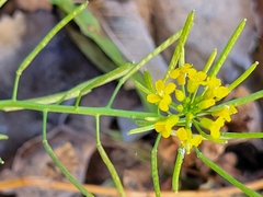 Erysimum cheiranthoides