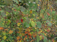 Cotoneaster subacutus