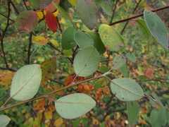 Cotoneaster subacutus