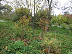 Cotoneaster subacutus