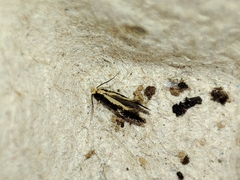 Monopis crocicapitella