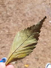 Ulmus americana