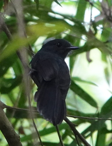 Bluish-slate Antshrike (Thamnomanes schistogynus)