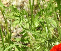 Bromus madritensis