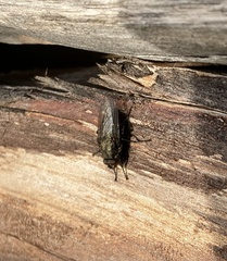 Leucophora