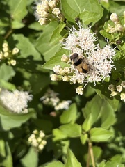 Palpada pusilla