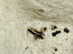 Monopis crocicapitella