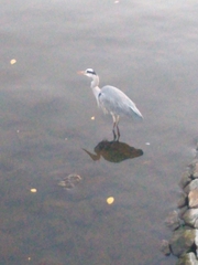 Ardea cinerea