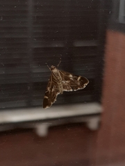 Hymenia perspectalis