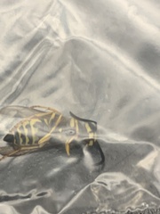 Vespula maculifrons