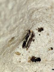 Monopis crocicapitella
