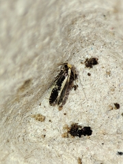 Monopis crocicapitella