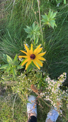 Rudbeckia