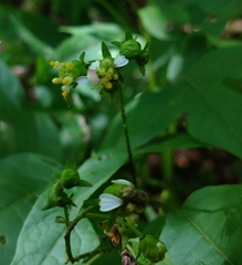 Polymnia laevigata