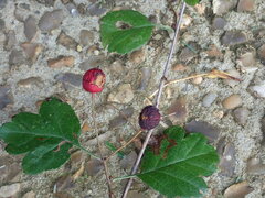 Blastodacna hellerella