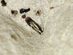Monopis crocicapitella