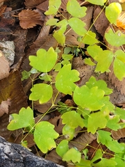Thalictrum venulosum