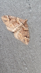 Catarhoe basochesiata