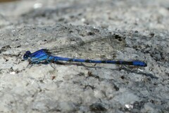 Argia extranea