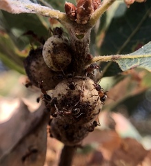 Disholcaspis simulata