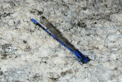 Argia extranea