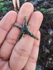 Leptasterias hexactis