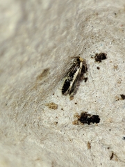 Monopis crocicapitella