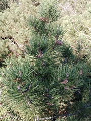 Pinus mugo