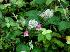 Clematis ouachitensis