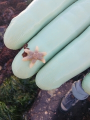 Leptasterias hexactis