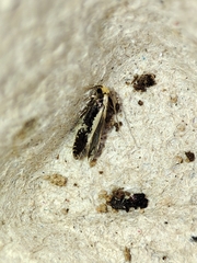 Monopis crocicapitella