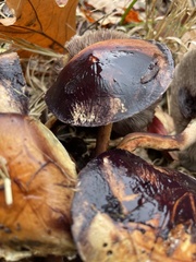 Heimiomyces tenuipes