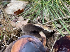 Heimiomyces tenuipes