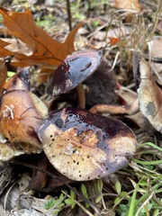 Heimiomyces tenuipes