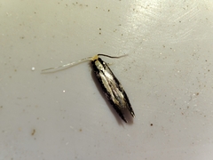 Monopis crocicapitella