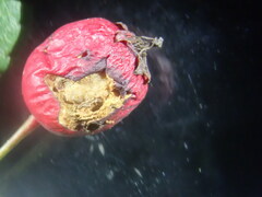 Blastodacna hellerella
