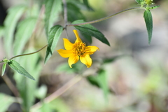 Sclerocarpus uniserialis