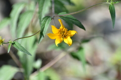 Sclerocarpus uniserialis