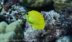 Acanthurus pyroferus