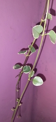 Peperomia scandens