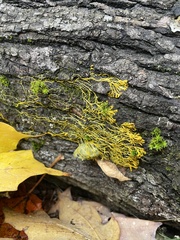 Badhamia utricularis