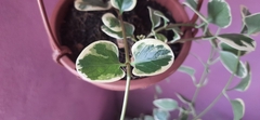 Peperomia scandens