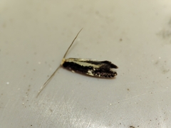 Monopis crocicapitella