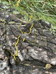 Badhamia utricularis