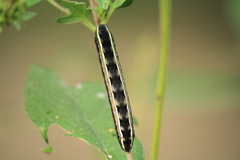 Spodoptera ornithogalli