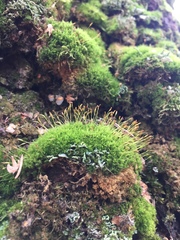 Dicranales