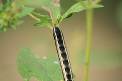 Spodoptera ornithogalli