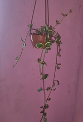 Peperomia scandens