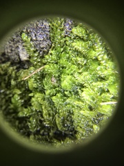 Megabunus diadema